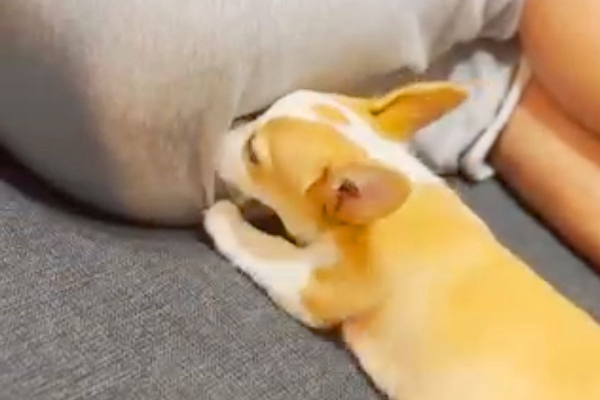 男性のおしりに顔を突っ込む子犬→『オナラ』をした結果…とんでもなく可愛い『ブチギレる光景』が345万再生「笑った」「微動だにしない尻ｗ」