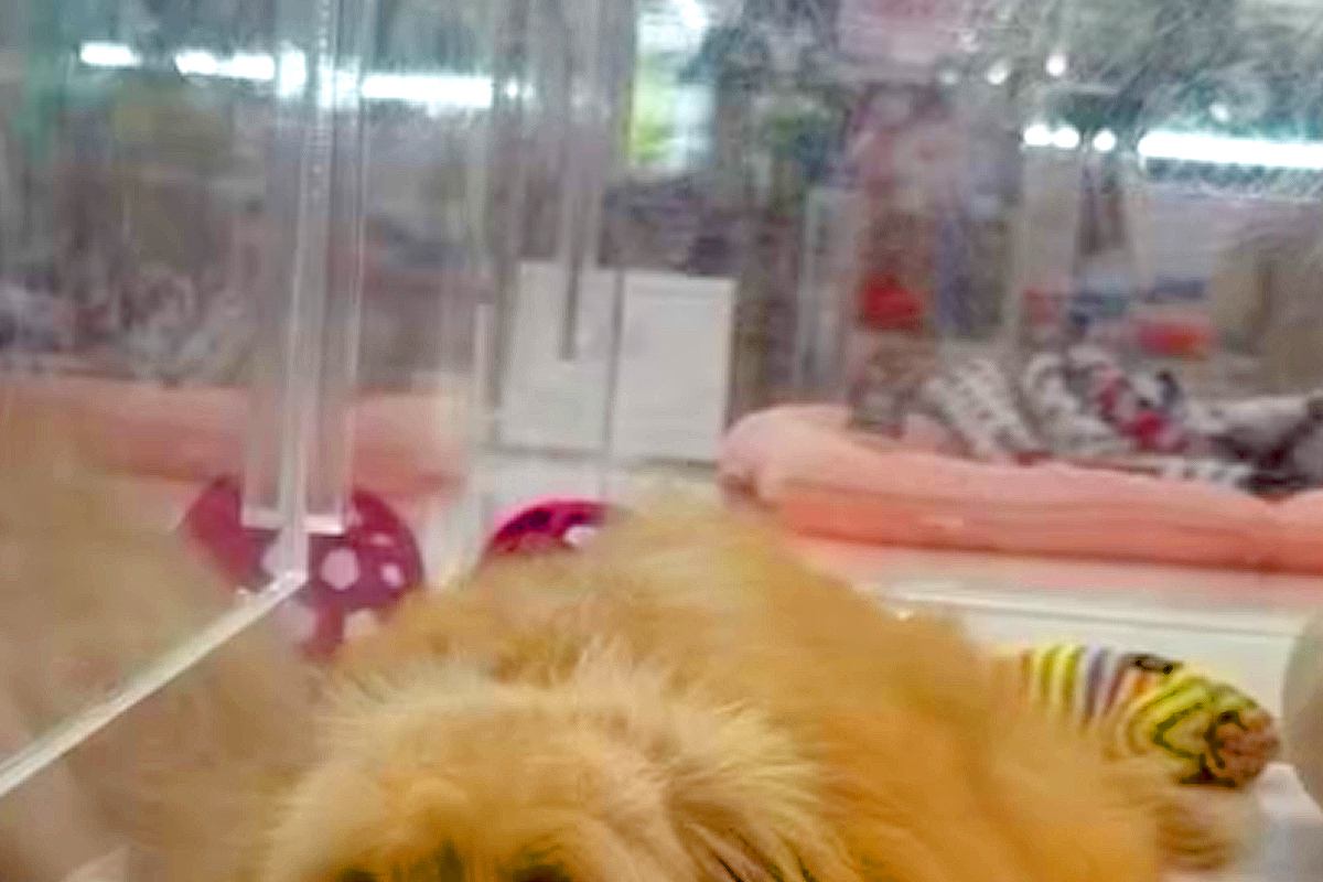 数万円に値下げされ、ずっと売れ残っていた犬→『幸せにしてあげたい』と誓い…家族としてお迎えする光景が24万再生「待ってたんだ」「素敵な縁」