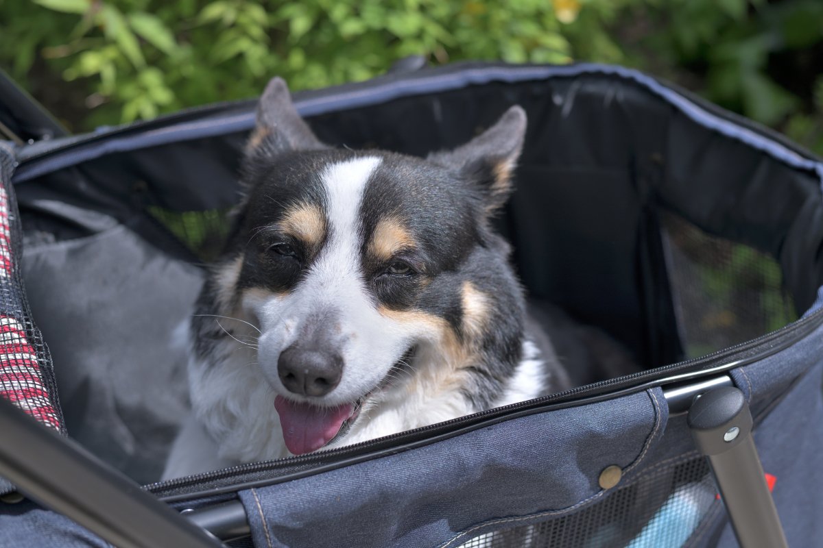 犬がみせる『老化のサイン』５選　シニア期を迎えたときに起こる体の変化とは？