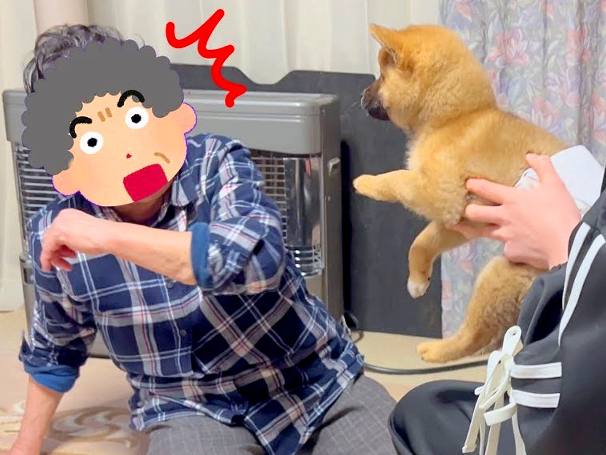 おばあちゃんに内緒で子犬をお迎え→サプライズで会わせてみた結果…100点満点な『愛おしいリアクション』が5万再生「もらい泣きした」と感動