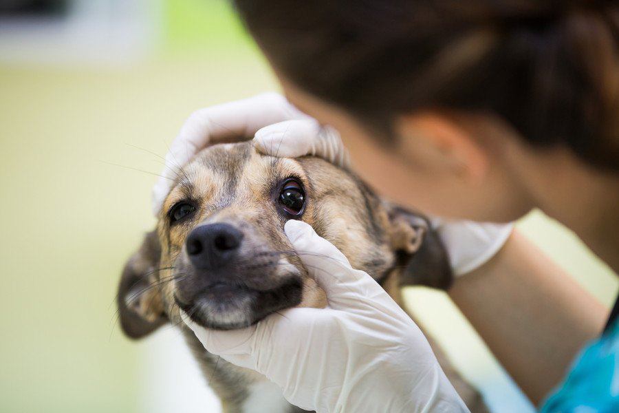 犬の目の焦点が合わない！主な原因とは？