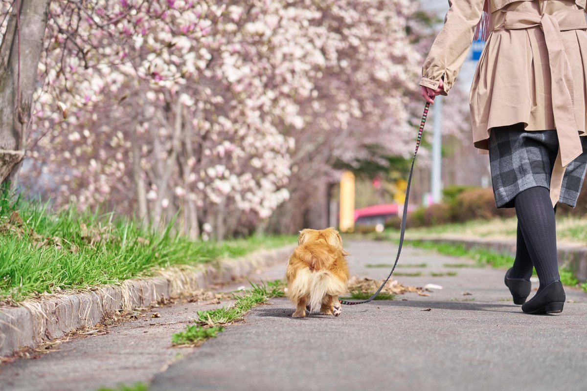 春がやってきた！病院で見かける「犬の散歩トラブル」あるあると対策について獣医師が紹介