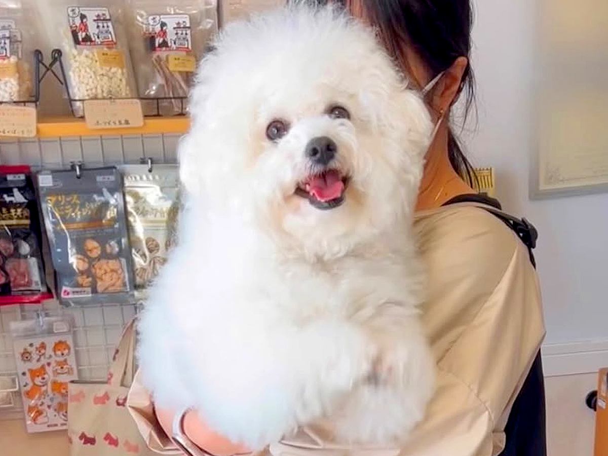 トリマーに犬をあずけた後『車に乗る前に振り返ってみて』と言われ…離れたくなくなる『まさかの行動』が307万再生「泣けちゃう」「健気すぎ」