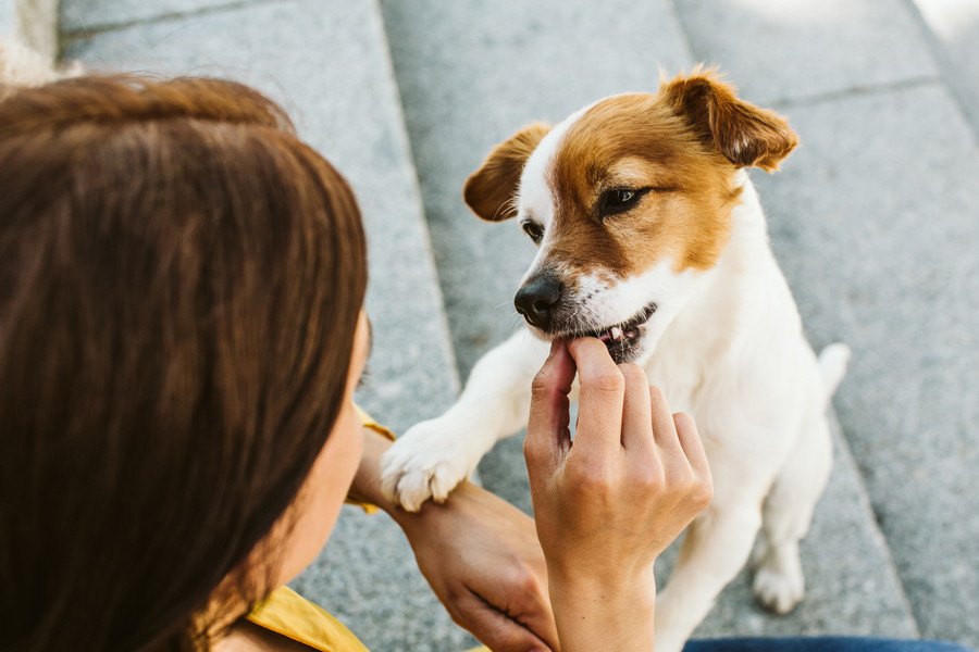 可愛くてつい…。犬の飼い主がやりがちなNGな甘やかし行為３つ