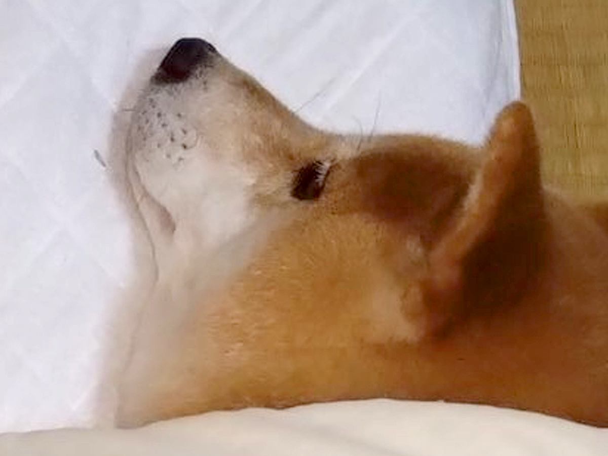 寝るために寝室へ向かった結果→犬が先に寝ていて…思わず泣けてくる『尊い光景』に13万いいねの反響「愛にあふれてて感動」「優しい」と称賛