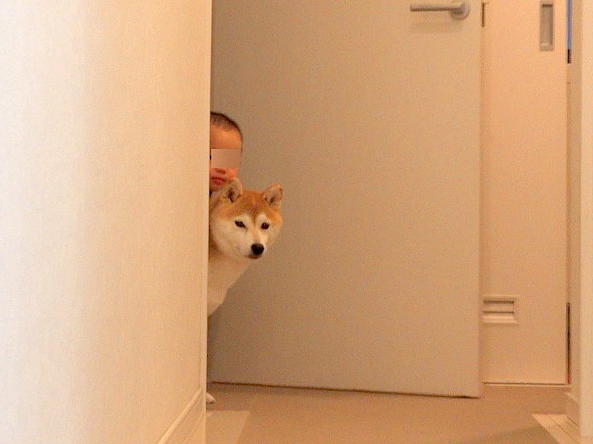 実家に『熱が出た甥っ子』のお見舞いへ→連れて行った犬が…まさかの『面倒を見る光景』に反響「なんて優しいの…」「可愛いが渋滞してる」