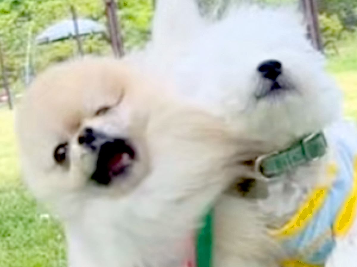 呼ばれた犬が走っていったら、他の犬が嫉妬してしまい…まさかの『容赦ないヤキモチ攻撃』に反響「ちゃんと狙ってるｗ」「犯犬も被害犬も可愛い」