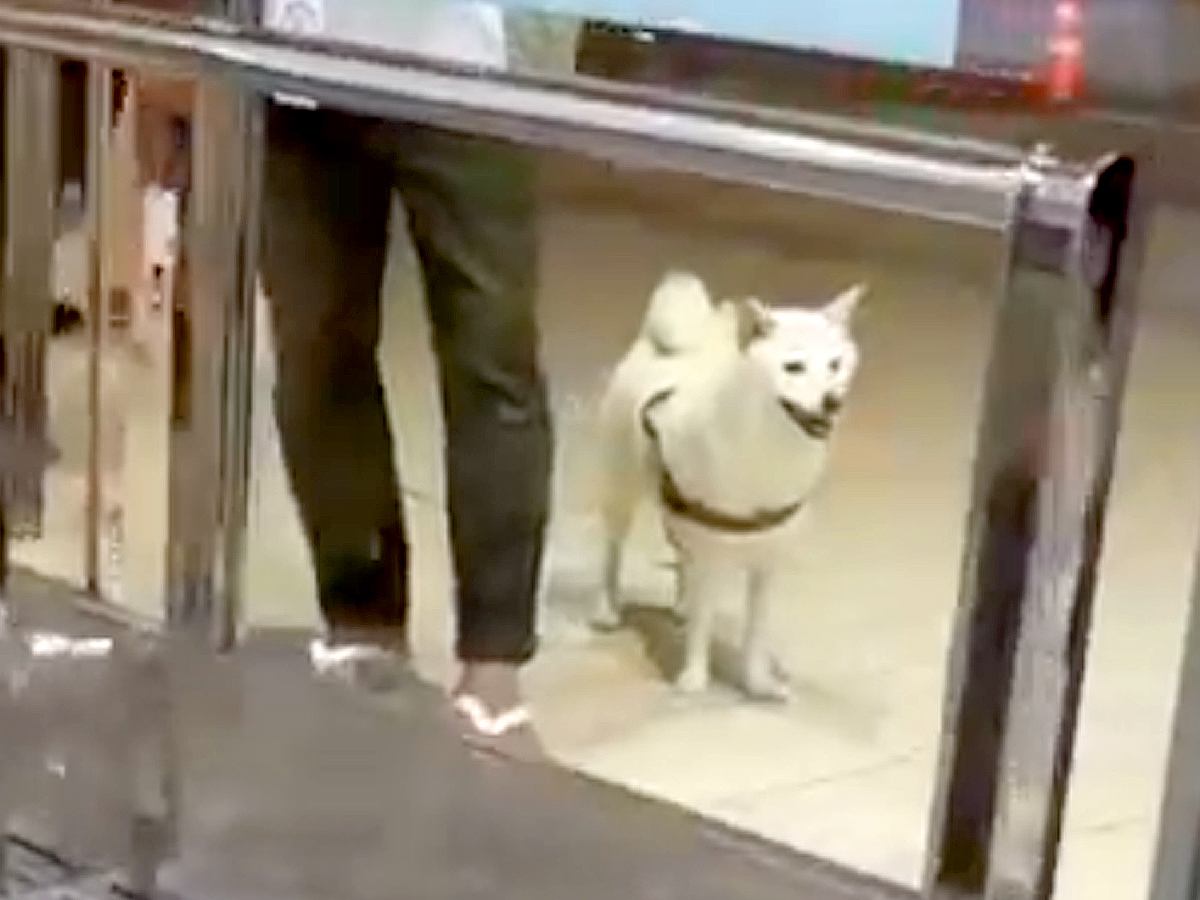 空港で12日ぶりに愛犬と再会→スルーされたと思ったら、次の瞬間…気付いた時の『泣けるリアクション』が39万再生「嬉しくて涙が出た」と絶賛