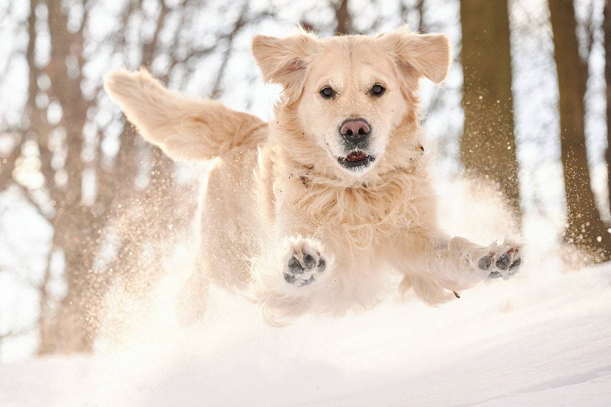 犬がはしゃぎすぎてしまうのは危険！？考えられる5つのリスクと対処法