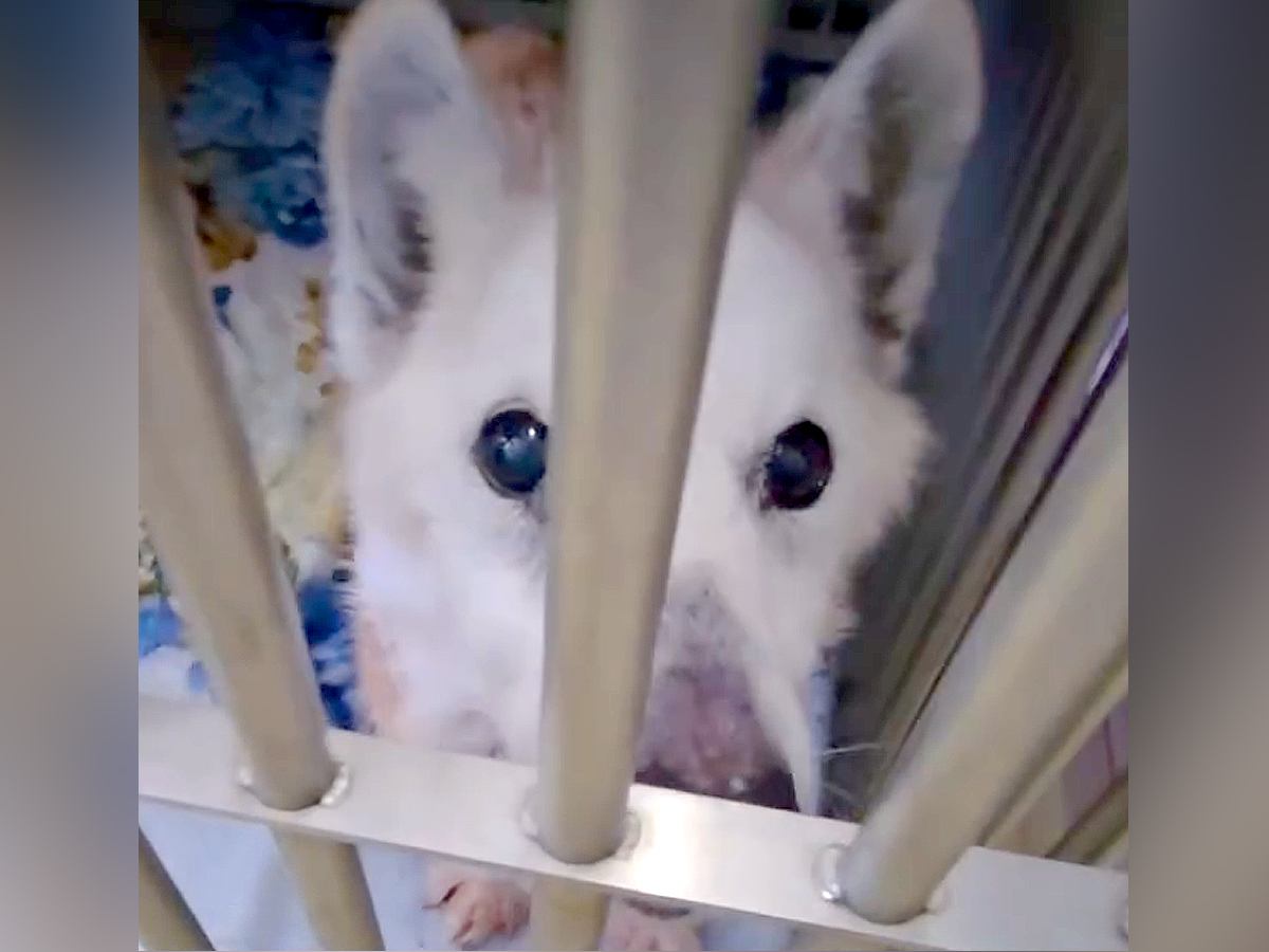 『明日までもたない…助けて』捨てられて瀕死になったボロボロ老犬…涙が止まらない『まさかの展開』が19万再生「奇跡」「よく頑張った」と感動
