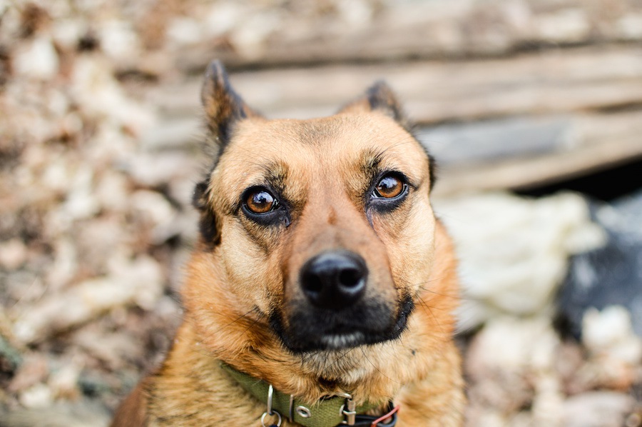 米国籍の私が見てきた日本人と犬の関係　～昭和の番犬から平成の家族へ～