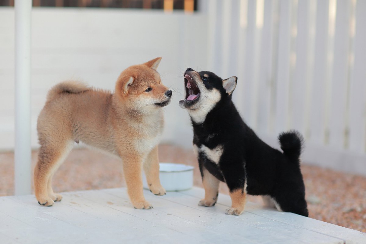 オオカミの遠吠えに反応する犬種の特徴とは？【研究結果】