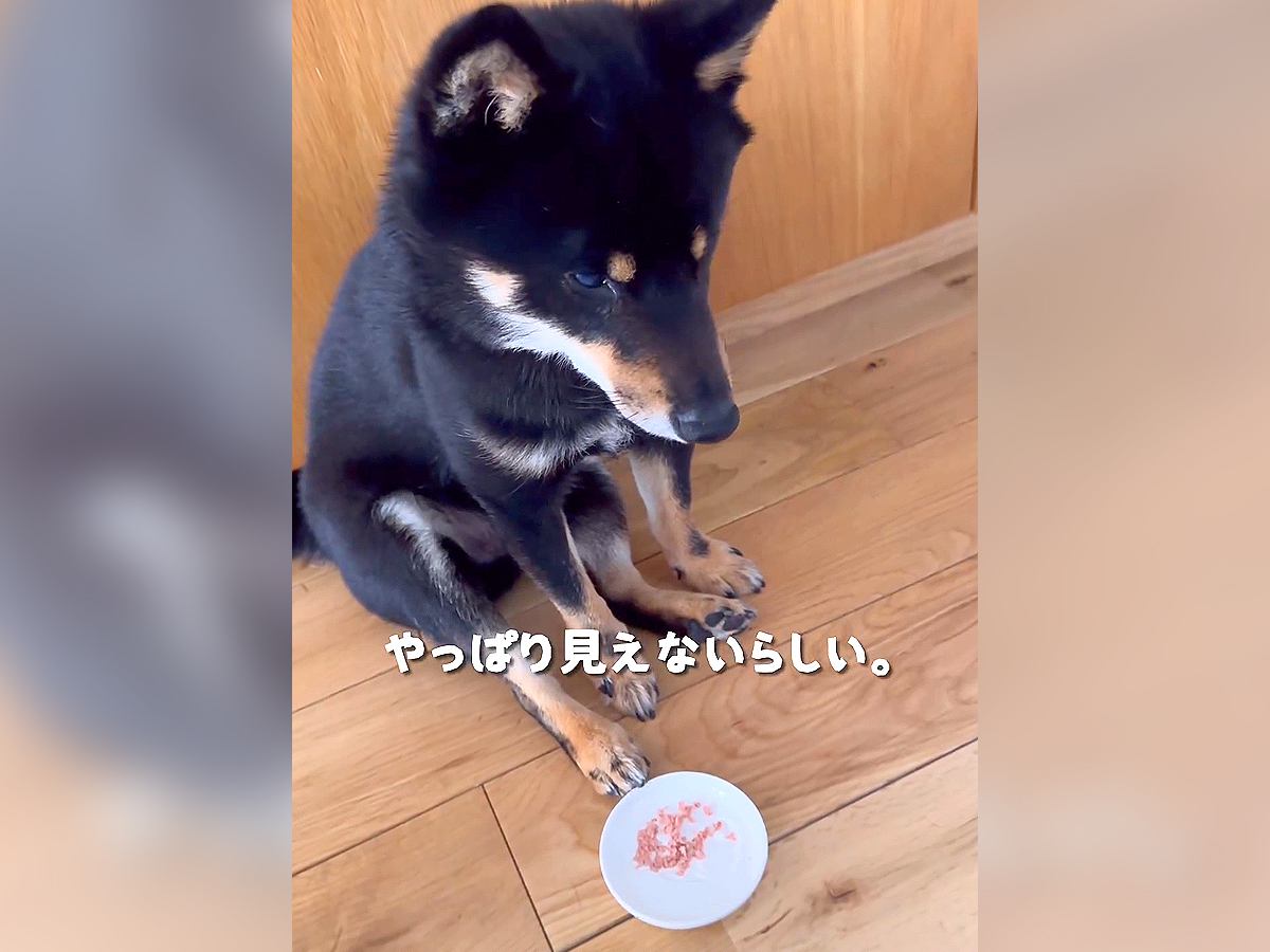 犬に『薬』飲ませようとした結果…まさかの『見えないふり』で乗り切る光景が2万再生「断固拒否かわいいｗ」「無になってて草」と話題に