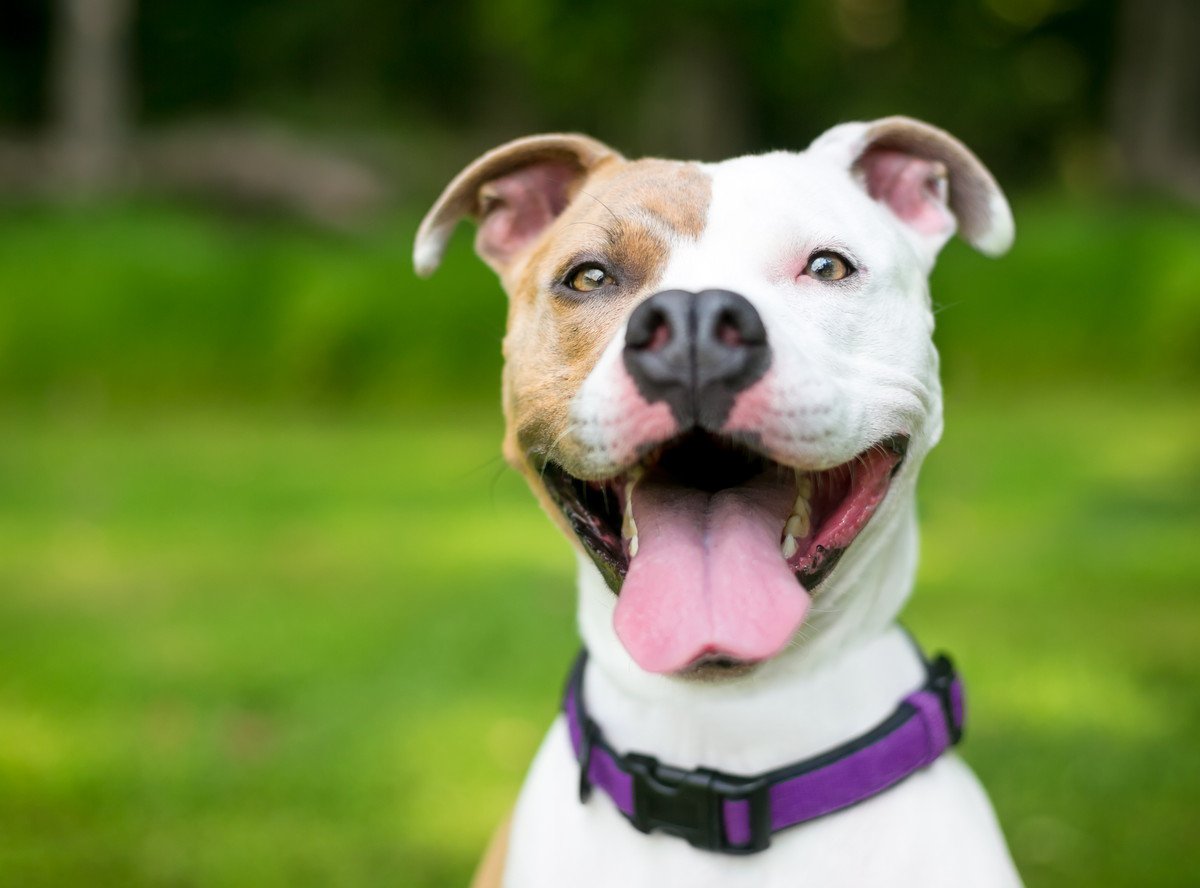 犬にも味覚はある？どんな味をおいしいと感じる？