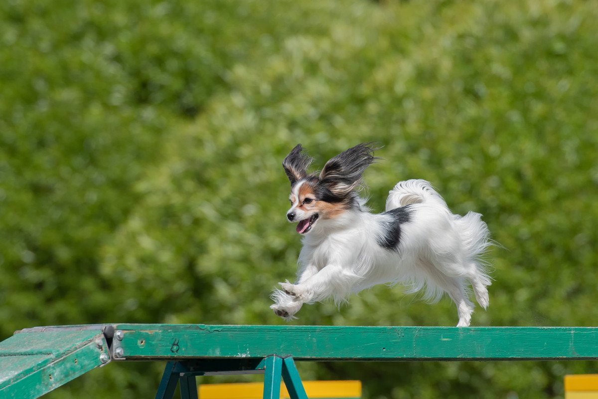 豊富な運動量が欠かせない小型犬3選　愛犬が運動不足に陥らないための秘訣とは