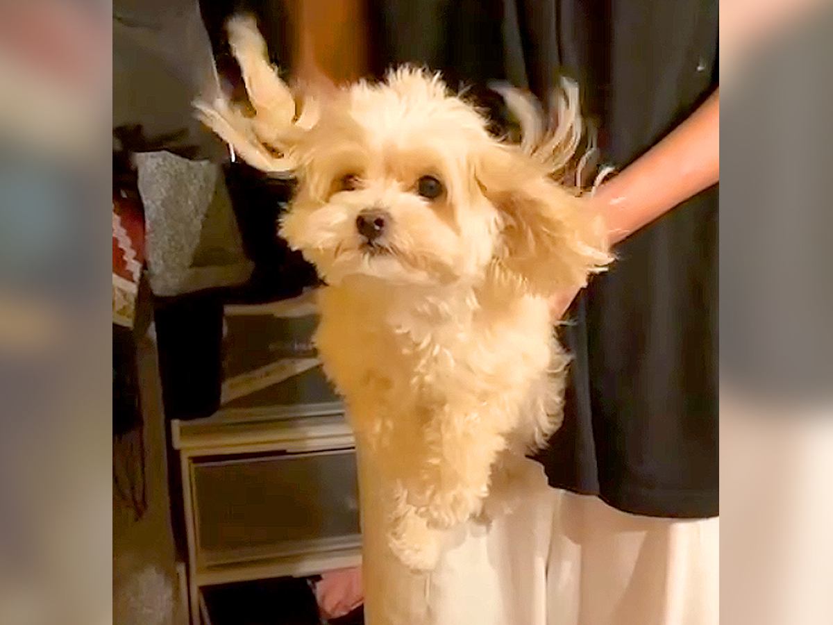 お風呂上がりの犬を乾かしたら…まるで『空を飛んでいるかのような姿』が101万再生「ハウルに出てくる犬みたい」「妖精さんすぎる」