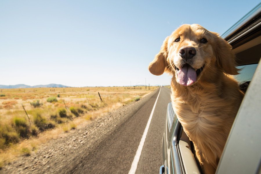 犬とのドライブを安全に！お出かけの注意点からおすすめの車用グッズまで