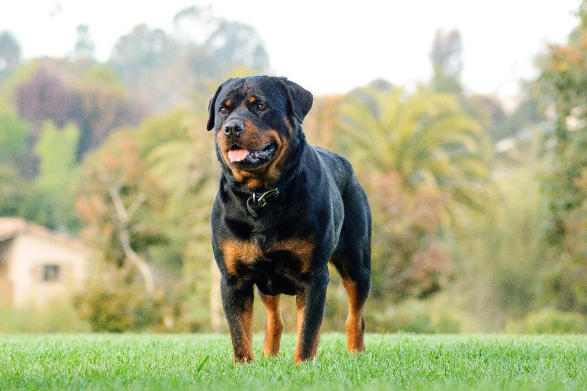 犬の遺伝性難聴の原因となる遺伝子の変異を特定【研究結果】