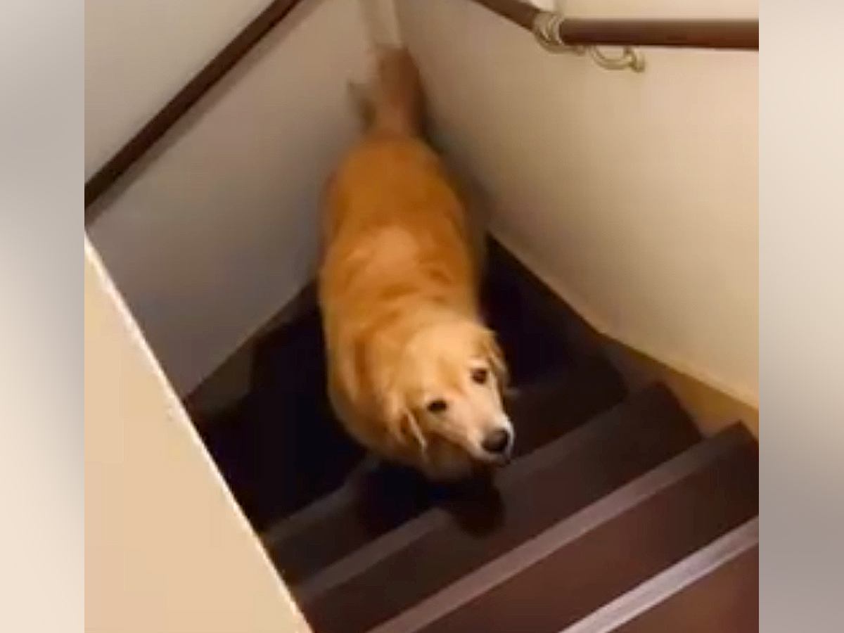 寝ようとすると2階に上がってくる大型犬→なぜか階段の途中で止まってしまい…優しい世界すぎる『尊い行動』が18万再生「癒された」「泣ける」