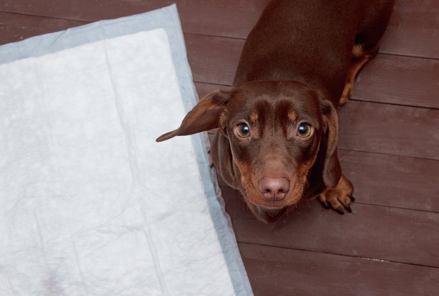 犬がトイレ以外でおしっこやウンチをしてしまう理由４つ