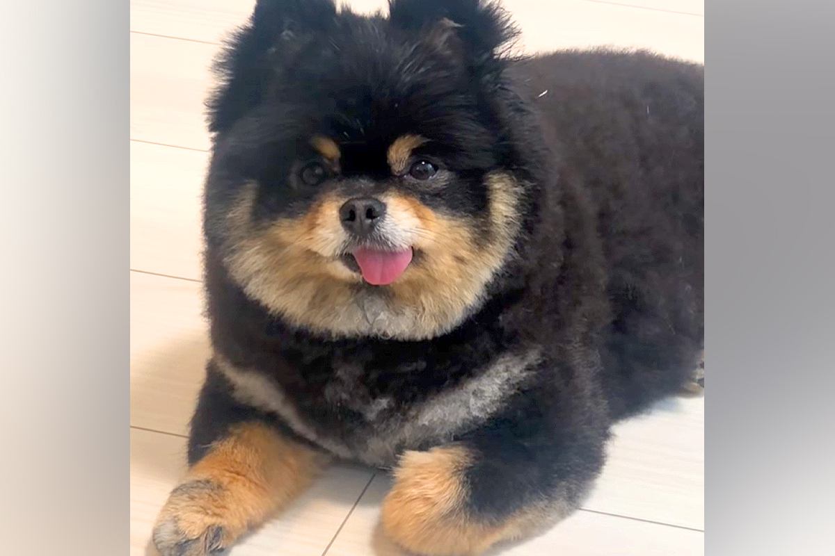 『お腹空いた？』と犬に質問してみた結果→鳴くかと思ったら…犬とは思えない『意思疎通の仕方』が33万再生「絶対前世は人」「想定外だったｗ」