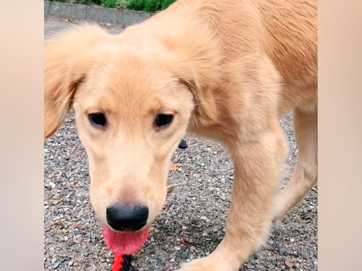 売れ残った『ガリガリの大型犬』を飼った結果→まるで別犬のように変化した『現在の光景』が14万再生「出会えて本当によかった」「幸せそう」