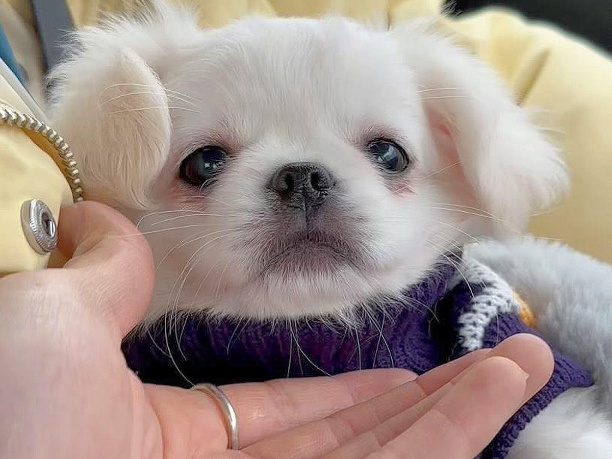 可愛らしい赤ちゃん犬をお迎え→たったの2分後…帰りの車内で見せた『破壊力が高すぎる行動』が170万再生「ほっぺたまらん…」「愛おしい」