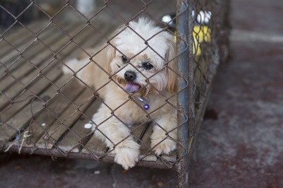 動物虐待の逮捕者が過去最多に！虐待が起こる原因を考えてみました