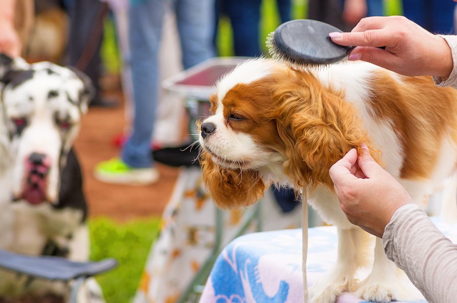 コツや注意点をマスター！犬のブラッシングについて