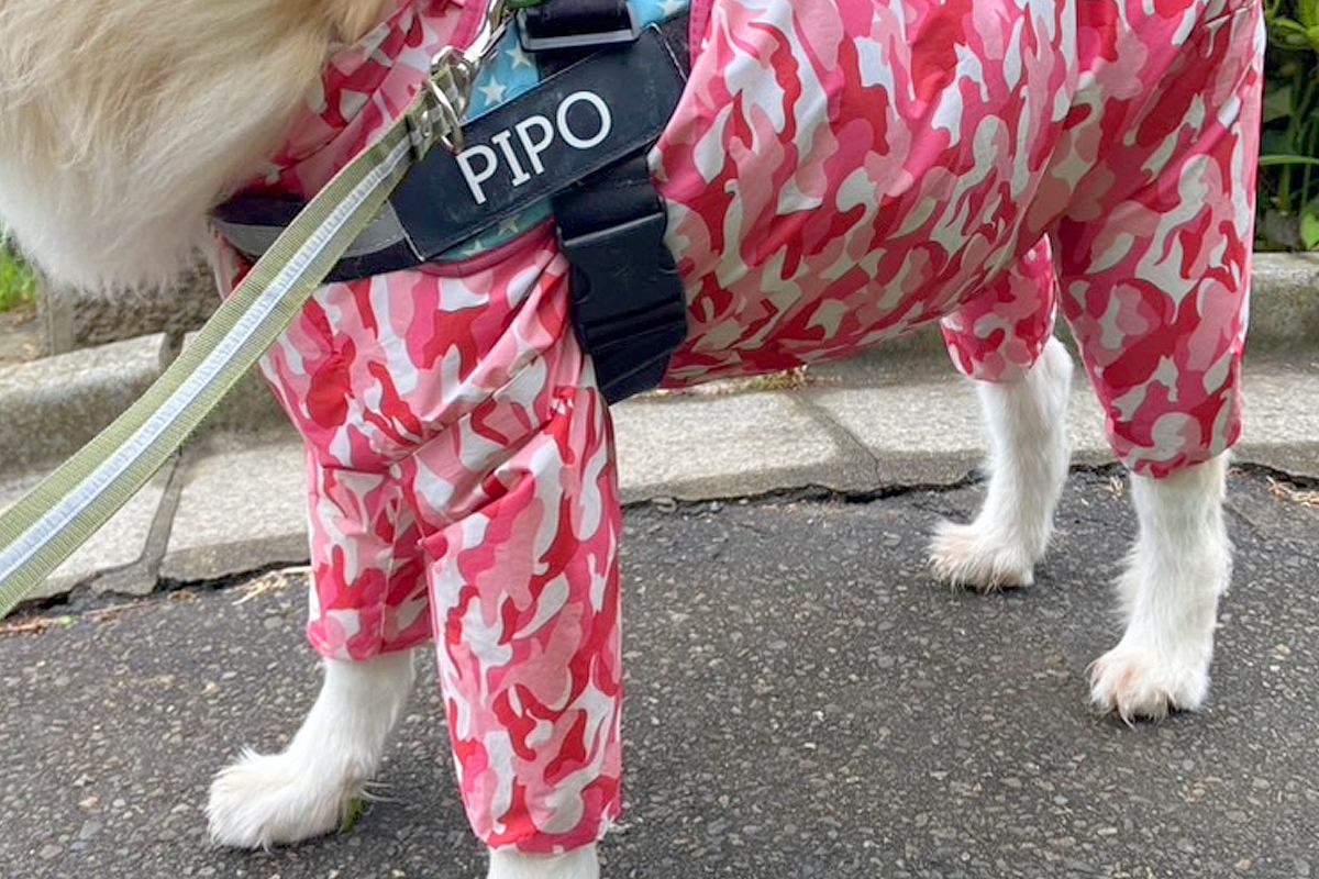 秋田犬とお出かけ中、突然『強風』が吹いた結果→ふと『顔』を見てみると…衝撃的な光景に2万いいね集まる「新種の犬ｗ」「フェイスブラシで草」