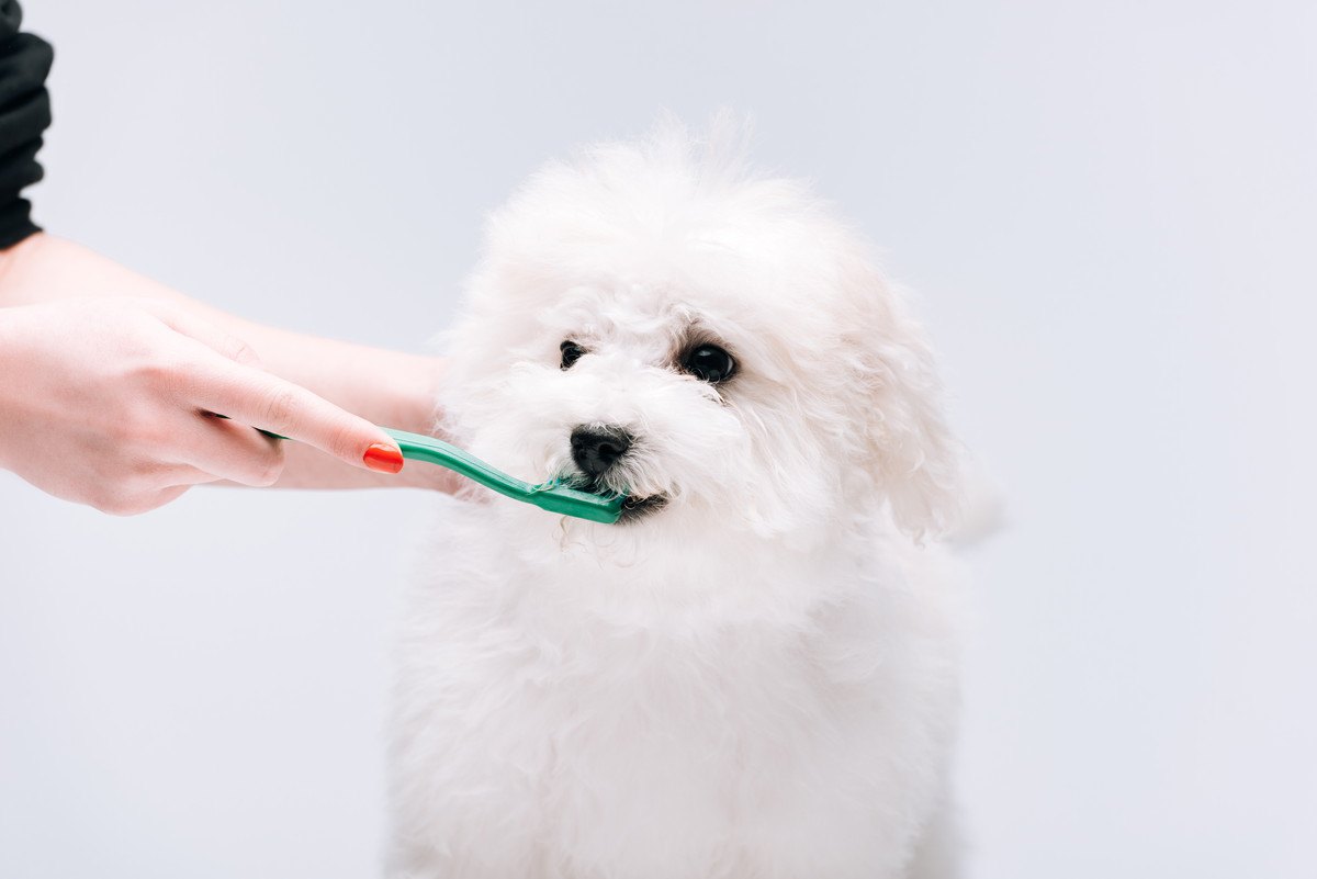 気をつけて！小型犬によくある病気・怪我トップ３