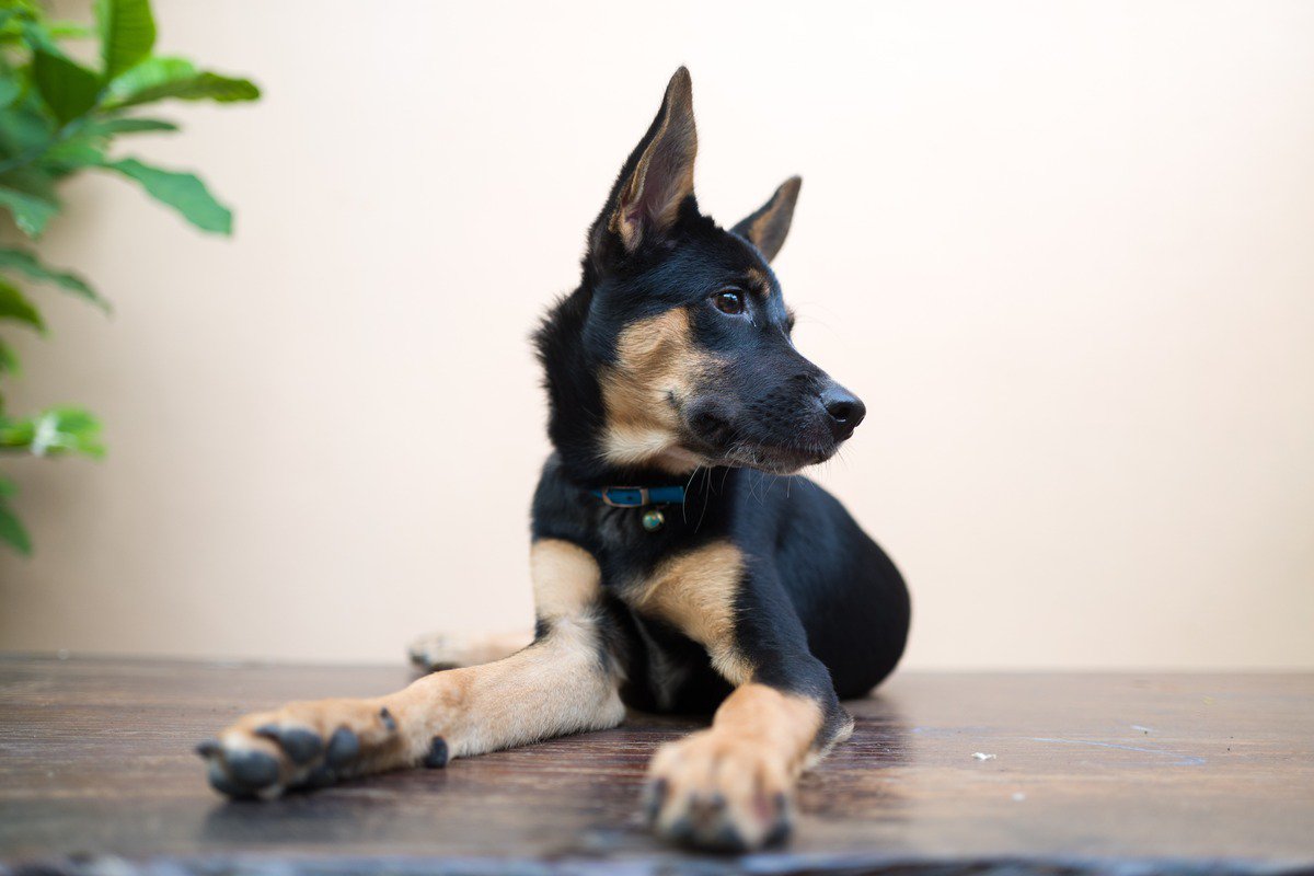 犬が『大嫌いな人』にする行動5選　どんな態度をみせる？苦手意識を持たれやすい人の特徴まで