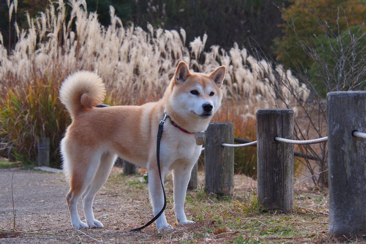 犬にとって『ノギ』は天敵！実は超危険な3つの理由