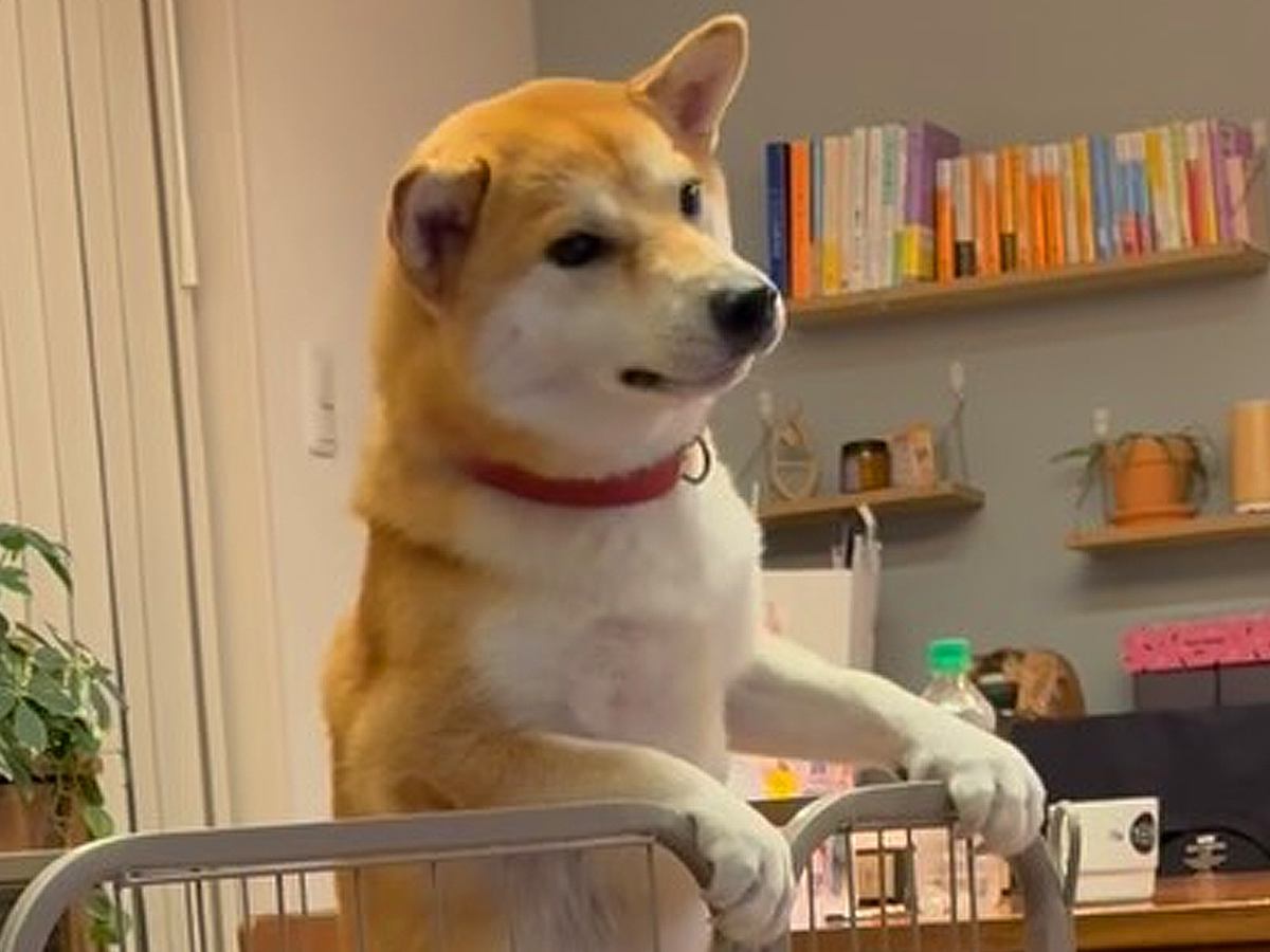 体力のありあまった犬→サークルによじ登って…思わず笑ってしまう『筋トレのような行動』が27万再生「マッチョになりそう」「足がｗｗ」