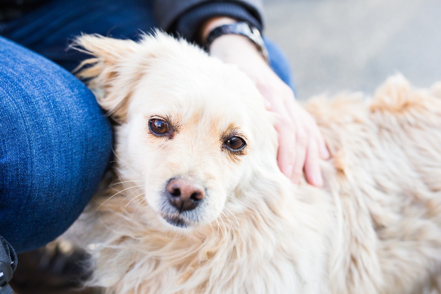 愛犬を触りすぎるリスク3つ