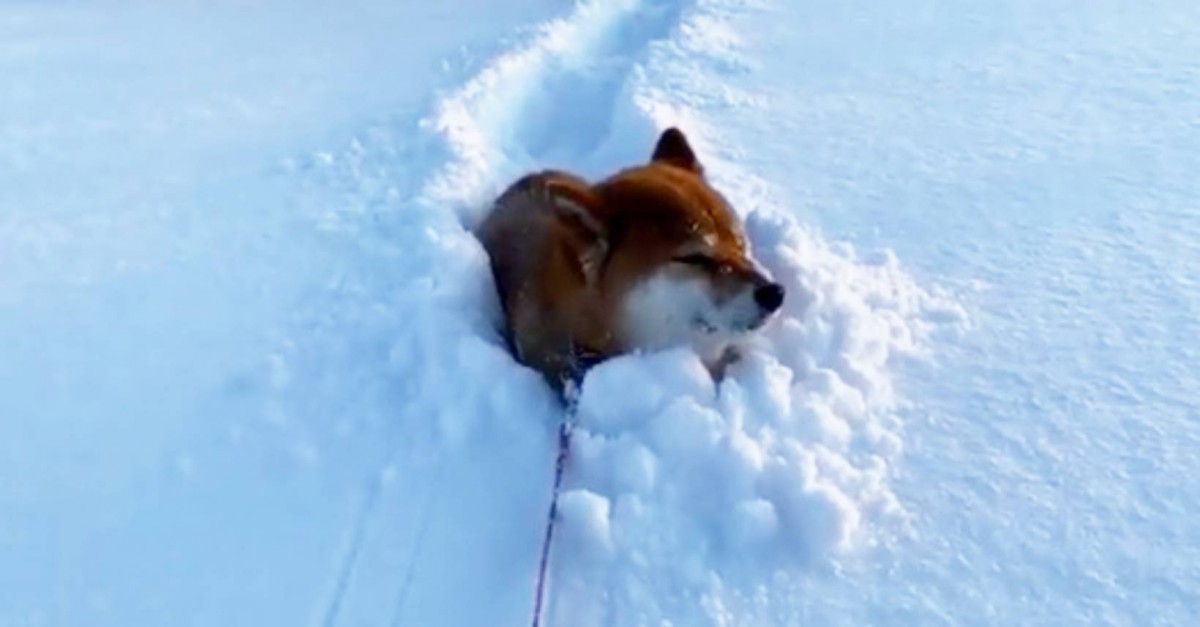 「ガス欠です～」お散歩中に雪に埋もれて立ち往生するワンコが話題♪