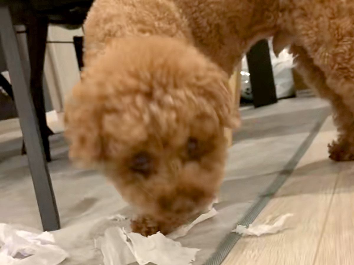 夢中でひとり遊びしている犬→振り向いたと思ったら…予想外すぎる『まさかの顔面の変化』が83万再生「声出たｗ」「かわいい一発芸」と反響