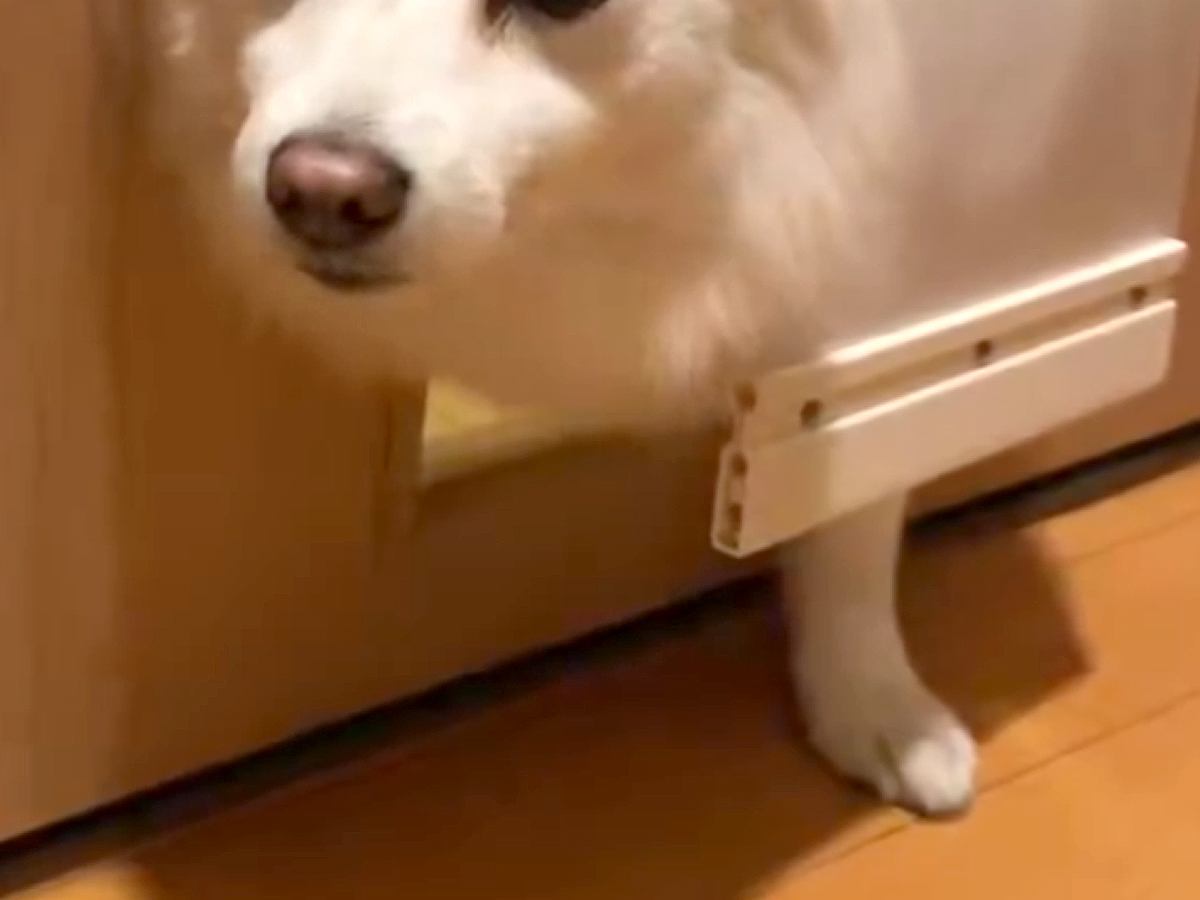 『もうダメです…』犬用ドアを設置した結果→コントのような『まさかの表情』に４万いいね集まる「絶望してて草」「かわいいｗｗ」と爆笑続々