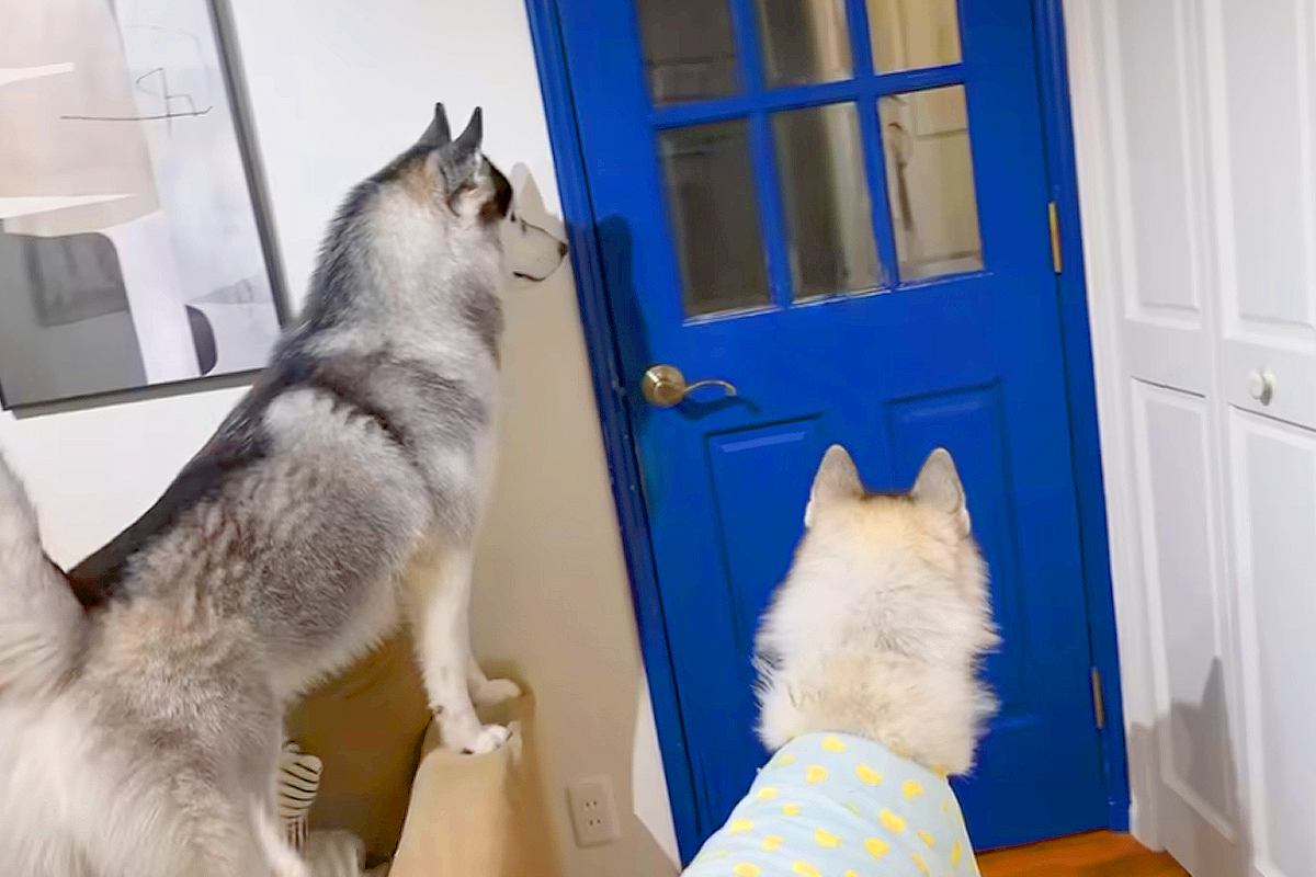 甥っ子が家に遊びに来た結果→大型犬たちが嬉しくなりすぎてしまい…まさかの『取り合い勃発』に反響「かわいい争奪戦」「しっぽグルングルンｗ」