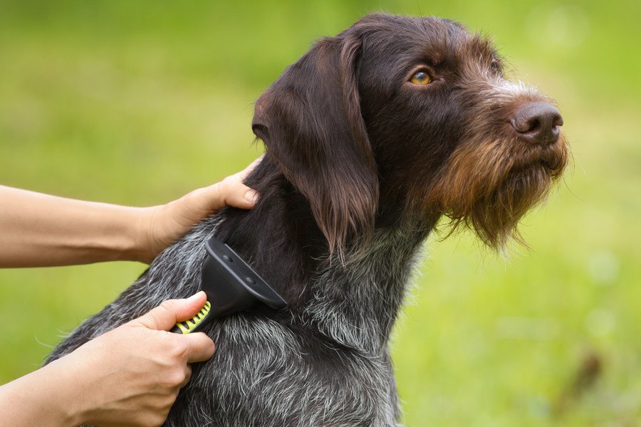 買ってはいけない『犬用グッズ』４選！愛犬に合わないNGなもの、買っていませんか？