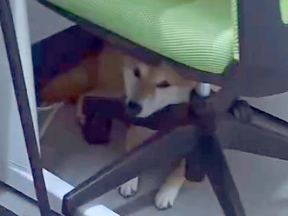 『犬がいる職場』の1日に密着した結果→犬好きにとって『最高すぎる光景』が27万再生「夢のよう」「キツくてもホッとできそう」と羨望の声