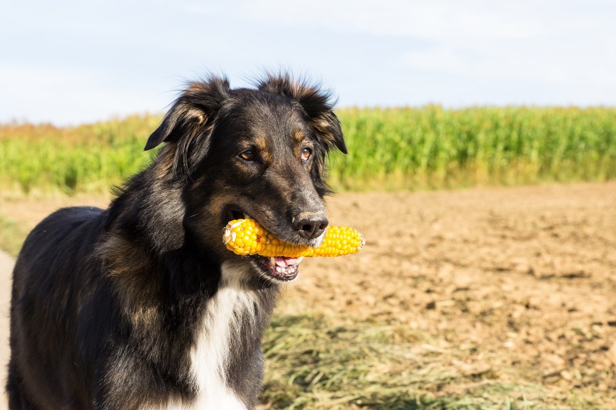 犬にトウモロコシは与えて大丈夫？『芯』は絶対に食べさせてはいけない！