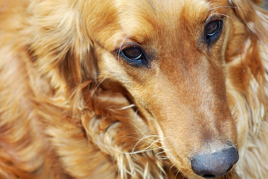 犬の逆さまつげ～症状、原因、治療法～