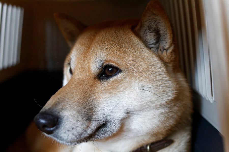 犬が『捨てられた』と勘違いしてしまう行動7選　愛犬を悲しませる絶対NG行為や不安にさせないために意識すべきことまで