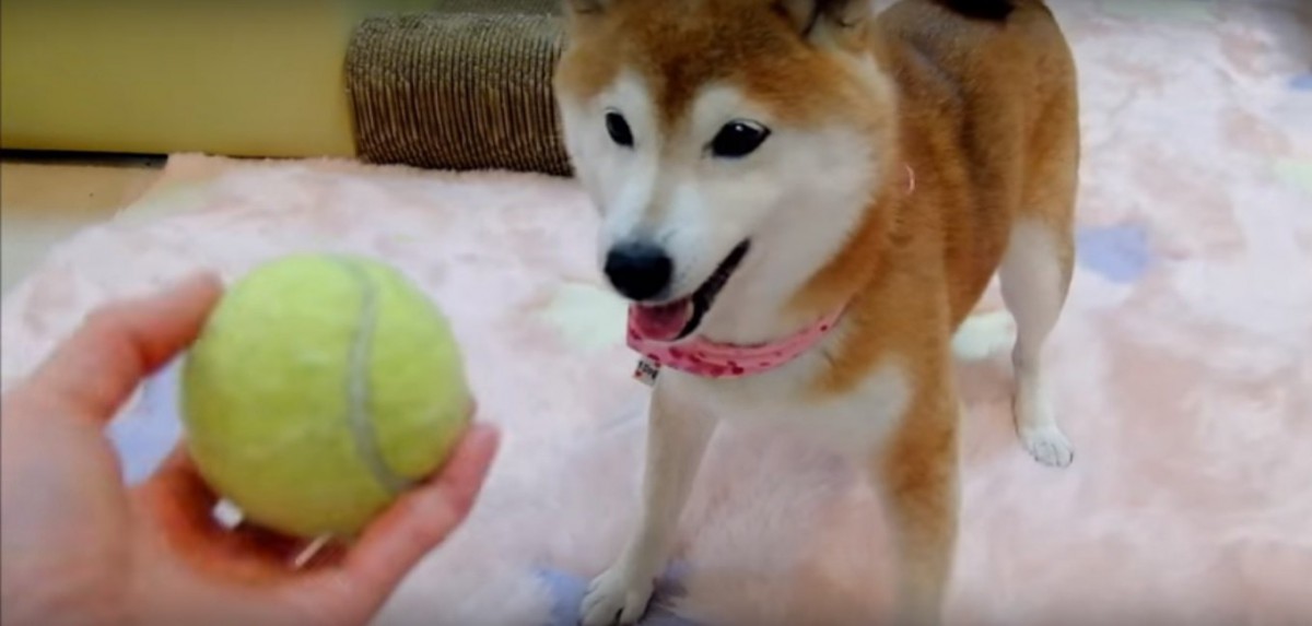 「あ、もういいです」突如ボール遊びに飽きる柴犬