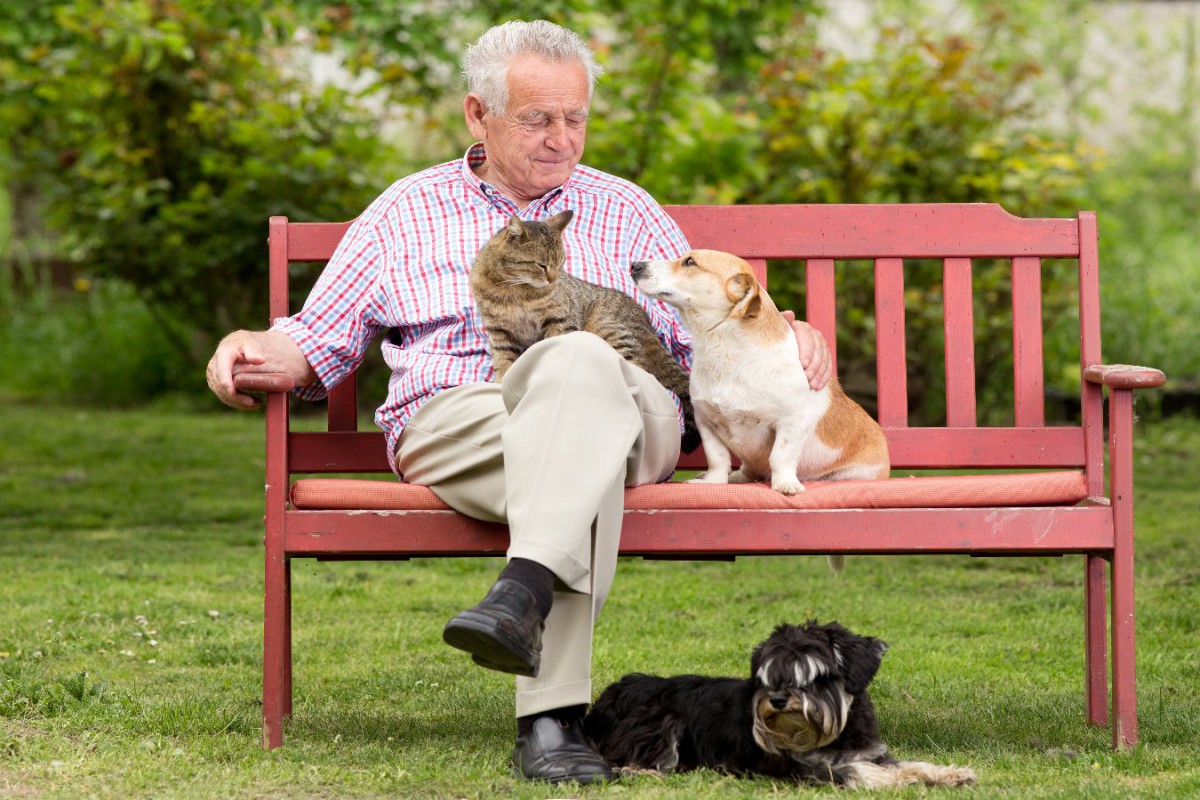 犬と猫、どちらも飼っている人の両者との関係性を比べた結果