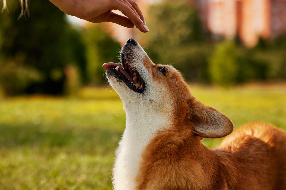 愛犬が夢に出てきた！５つのシチュエーション別に隠された意味や暗示まで解説