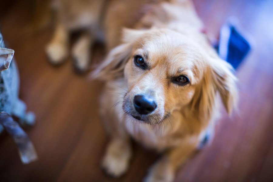 アホな犬はいる？賢い犬とおバカな犬の違い４つ