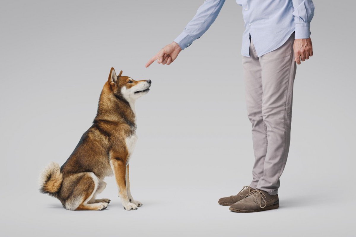 柴犬のトイレを覚えさせるには？失敗の原因と正しい教え方、おすすめの設置場所まで解説