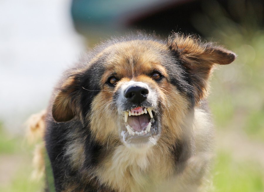 犬がケージの中で暴れる理由と落ち着かせる方法